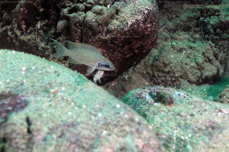 Neolamprologus brichardi 'Kerenge Island'